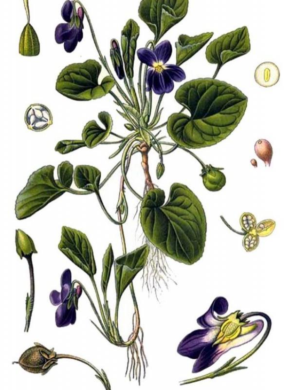 Violette