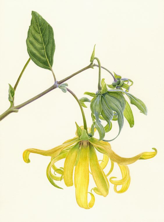 Ylag-Ylang