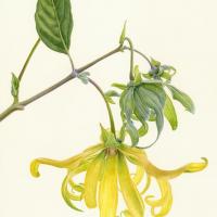Ylag-Ylang