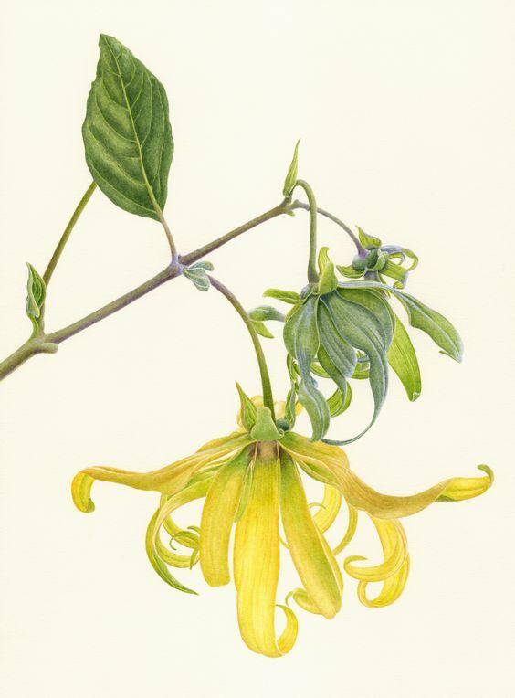Ylag-Ylang