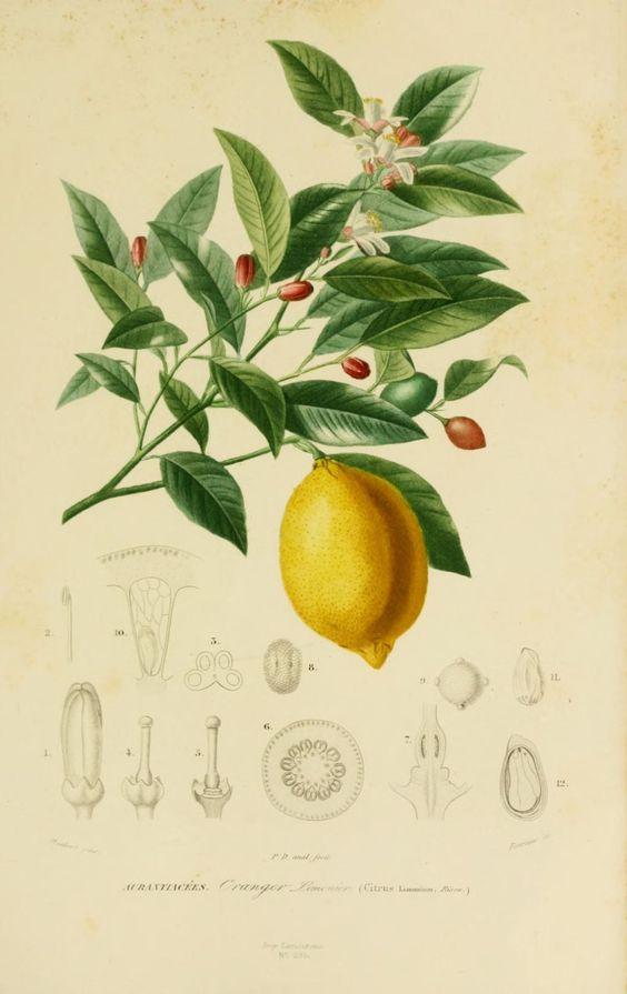 Citron