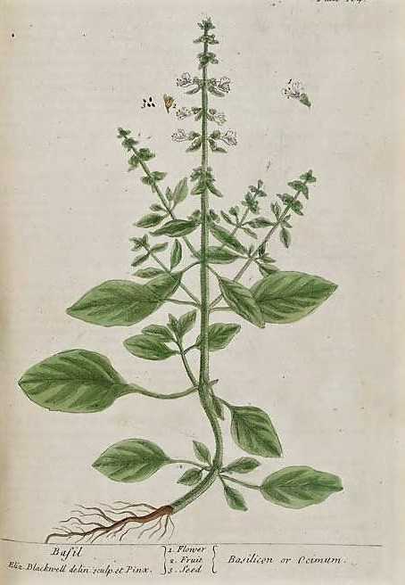 Basilic 1
