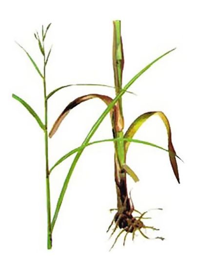Citronnelle de java