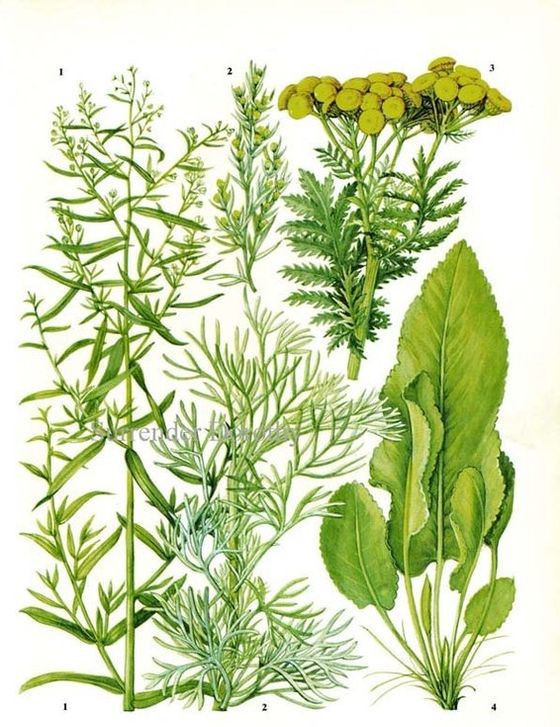 Estragon