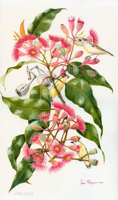 Eucalyptus citronne