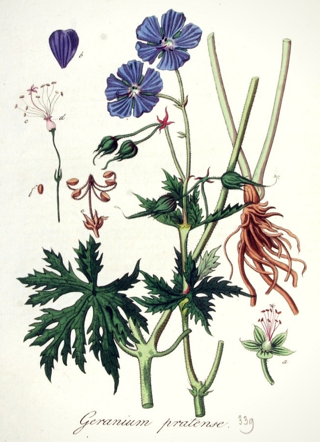 Geranium