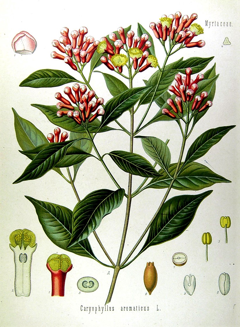 Girofle