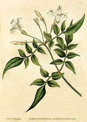Jasmin