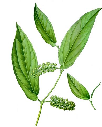 Litsee citronnee