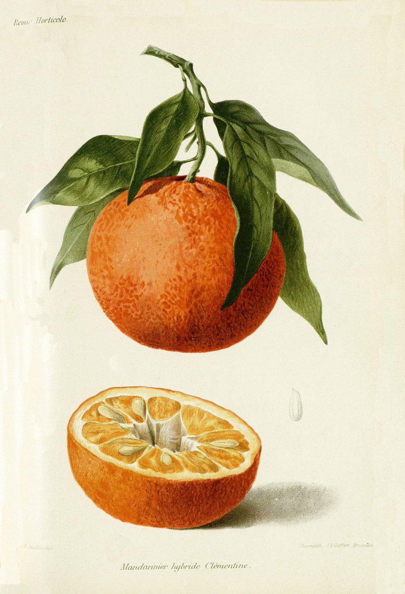 Mandarinier