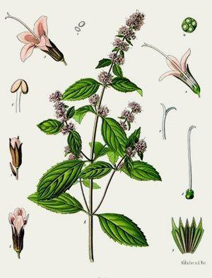 Menthe poivree