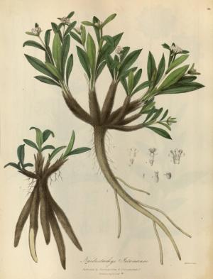 Nard de l himalaya