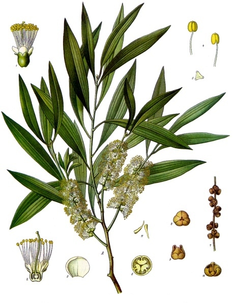 Niaouli
