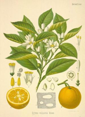 Pamplemousse