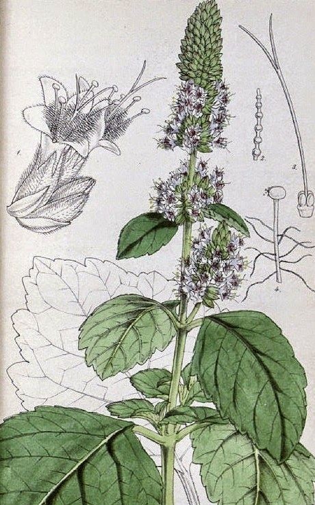 Patchouli
