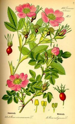 Rose de damas