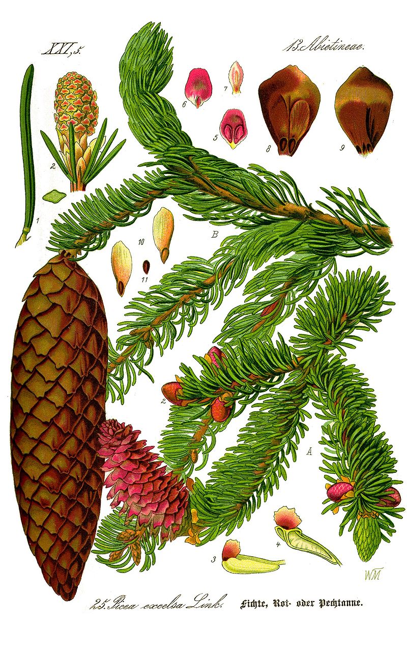 Terebenthine